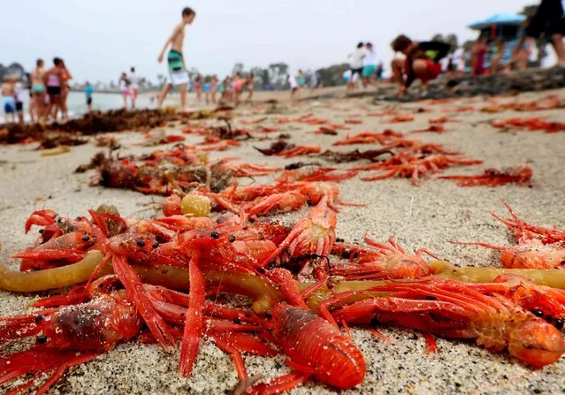 Thousands of red tuna crabs are shown washed ashore in Dana Point, California June 17, 2015. (Photo by Sandy Huffaker/Reuters)