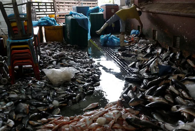 A fisherman sorts out his catch at a wet market in Malaysia's southern city of Johor Bahru April 26, 2017. (Photo by Edgar Su/Reuters)