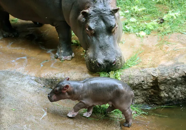 Mother “Asita” watches her one-day-old Hippopotamus calf examine its enclosure at ZOOM Erlebniswelt Gelsenkirchen Zoo in Gelsenkirchen, Germany on May 30, 2016. (Photo by Roland Weihrauch/EPA)
