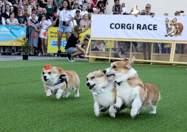 Corgi dogs take part in a 50m race during the Corgi Race in the Vingis Park in Vilnius on August 24, 2024. For the third time in five years, Vilnius hosts the Corgi Race and costume contest inviting corgis from across Europe. (Photo by Petras Malukas/AFP Photo)