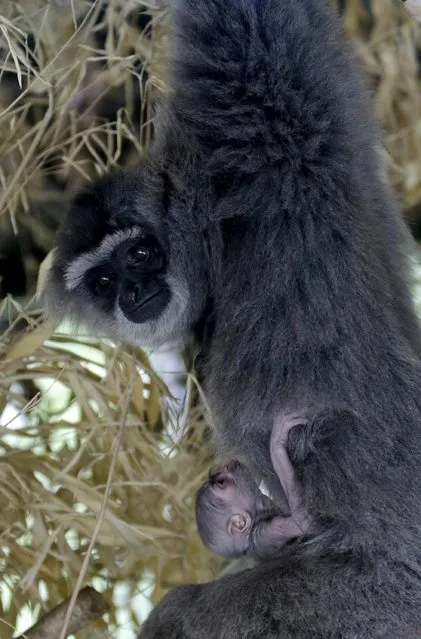 A newly born Silvery Gibbon baby is held by its mother Alangalang at Prague Zoo, Czech Republic, July 30, 2015. The baby of endangered Silvery Gibbon was born on Tuesday and it is the first one born in captivity in the Czech Republic, according to the zoo. (Photo by David W. Cerny/Reuters)