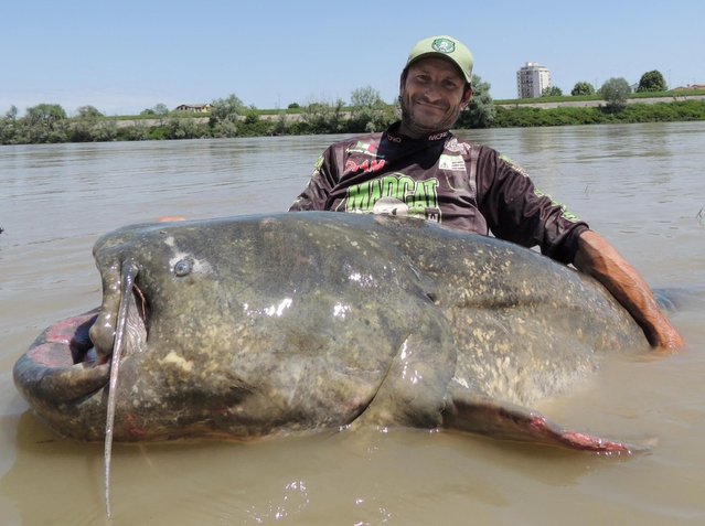 A person holds a giant catfish in Mantua, Italy on June 4, 2023, in this picture obtained from social media. (Photo by Alessandro Biancardi Madcat via Reuters)