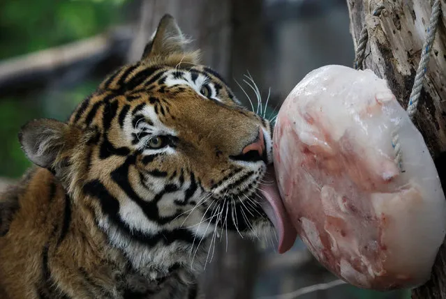 A tiger licks a block of ice filled with chicken on a hot day at an amusement park in Yongin, South Korea, June 21, 2017. (Photo by Kim Hong-Ji/Reuters)
