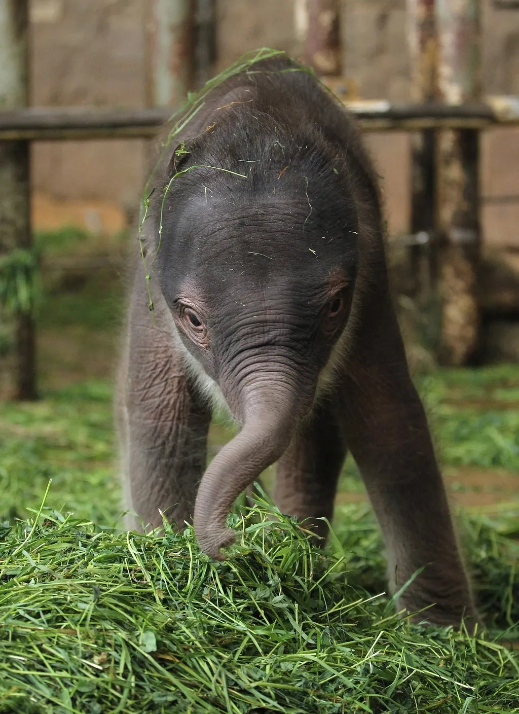 Сколько весит детеныш. Слоненок. Новорождённые Слонята. Маленький Слоненок.