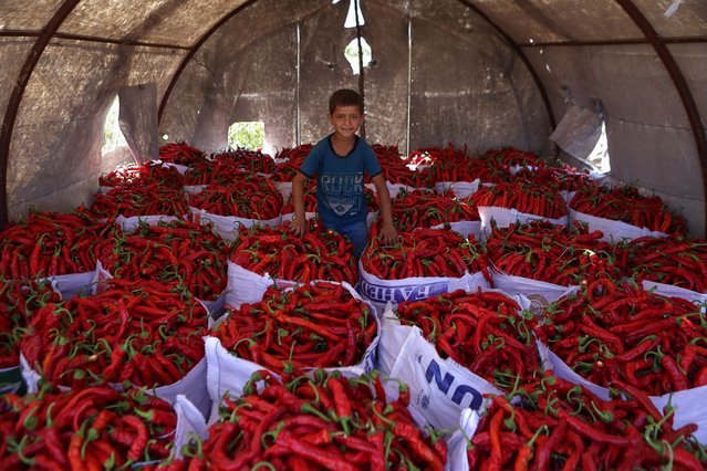 A boy poses amid sacks of freshly-picked red peppers in a field in Salqin village in Syria's rebel-held Idlib province, near the border with Turkey, on September 14, 2024. During harvest season, Salqin, alongside other towns of Syria's northwestern rebel-held Idlib region traditionally growing this crop, is colored red as farmers process the peppers, drying them on balconies and rooftops to produce flakes, paste, and powder, to be sold in local or external markets, a livelihood which has become threatened in recent years due to its increasing costs amid climate change and conflict. (Photo by Aaref Watad/AFP Photo)