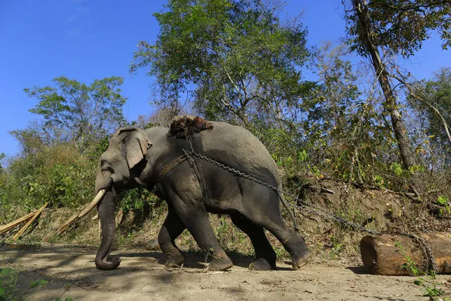 An elephant pulls a teak log in a logging camp in Pinlebu township, Sagaing, northern Myanmar, in this picture taken March 6, 2014. (Photo by Soe Zeya Tun/Reuters)