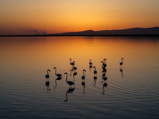 Flamingos gather in Lake Eber in Afyonkarahisar, Turkey, on Tuesday, July 30, 2024. (Photo by Fatih Gonul/Anadolu/Getty Images)