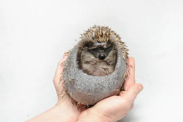 This tiny hedgehog is in a prickly position as hes unable to grow spikes, leaving him needing round-the-clock care. The woodland critter was found with no spikes and has been taken in by a family hoping to nurse him back to health so he can be released into the wild. Named Mr Prickleless, the hedgehog was rescued by Dina Nixon and her daughter Jennifer, 25, after being taken into a rescue centre in December last year. (Photo by Caters News Agency)