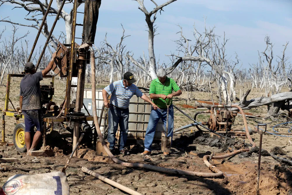 Severe Drought Threatens Caimans in Paraguay's Pilcomayo River