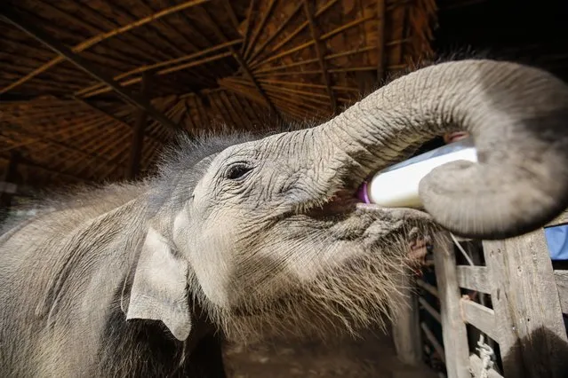 Mary, 8-months-old female orphan elephant, drinks milk at Winga Baw Elephant Conservation Camp during the ceremony to mark World Elephant Day at Bago Region, Myanmar, 12 August 2017. (Photo by Lynn Bo Bo/EPA/EFE)