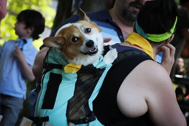 A corgi dog rides in a backpack on a woman's back in Riverside Park, in upper Manhattan, New York City, U.S. June 29, 2022. (Photo by Mike Segar/Reuters)
