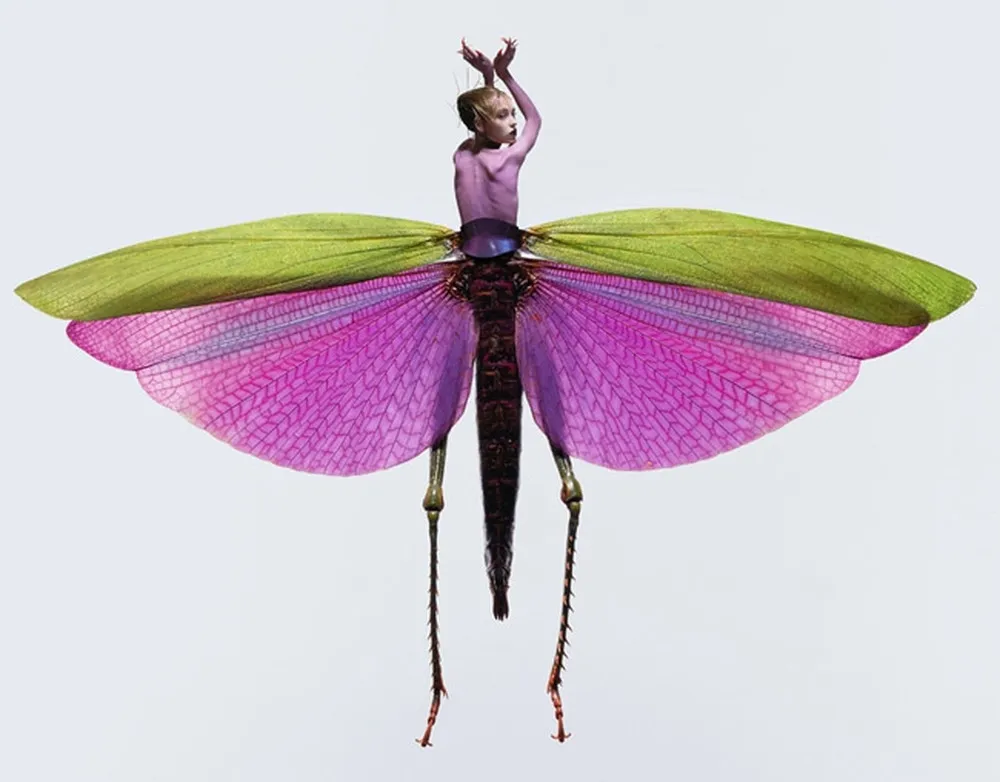 Insectes Photography by Laurent Seroussi