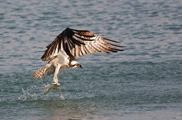 Honorable Mention, Animals. “Catching Dinner”. (Photo by Timothy Pereira/The Palm Beach Post)