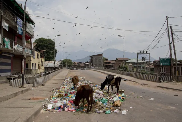 Cows feed from a pile of garbage that has been lying unattended to on a road during the ninth straight day of curfew in Srinagar, Indian controlled Kashmir, Sunday, July 17, 2016. The region's largest street protests in recent years erupted last week after Indian troops killed Burhan Wani, the popular young leader of the largest rebel group fighting against Indian rule in Kashmir. (Photo by Dar Yasin/AP Photo)