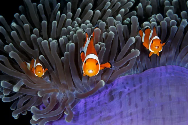 The insiders by Qing Lin (China). Each anemone fish has an extra pair of eyes inside its mouth – those of a parasitic isopod which enters as a larva via the fish’s gills, moves to its mouth and attaches its legs to the base of the tongue. Finalist 2017, Under Water. (Photo by  Qing Lin/2017 Wildlife Photographer of the Year)