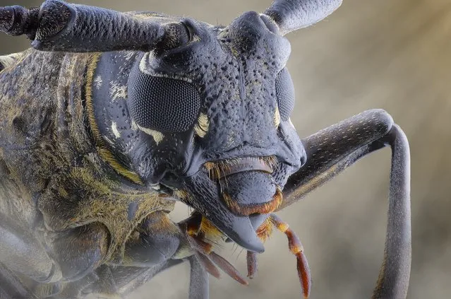 A close-up shot of a longhorn beetle on August 2014, in Banten, Indonesia.  Wildlife photographer takes incredible close-up images of tiny bugs. Yudy Sauw has captured close-up images of creepy crawlies – revealing their disturbing faces. The insects have an assortment bulging eyes and sharp pincers and look grotesque in the face-to-face shots. The miniature-models include a soldier fly, a red ant and a longhorn beetle. (Photo by Yudy Sauw/Barcroft Media)