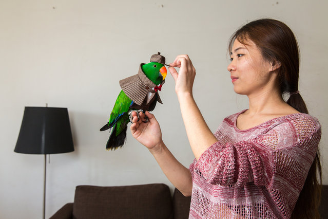 Ms Yang, 27, places a hat on her pet eclectus parrot. She left her day job in the media and started a company making and selling costumes for parrots. She sells the outfits online to a growing market of pet owners. The eclectus parrot is originally found in countries including Australia, the Solomon Islands and New Guinea. Recent new laws in China have made it increasingly difficult for people to own birds as pets. It is now illegal to own many bird species, including parrots. (Photo by Sean Gallagher/The Guardian)
