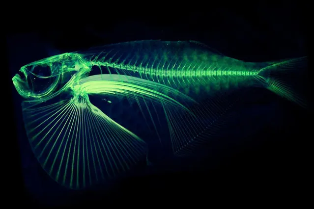 In this undated image provided by Adam Summers, a University of Washington professor in the department of Biology and the School of Aquatic and Fisheries Sciences, a scan of the Thoracocarax Stellatus species of fish is shown, with color added by computer to enhance the rendering of the structure of the bones. Summers is using a micro computed tomography, also known as "CT," scanner at a lab on Washington's San Juan Island as part of an ambitious project to scan and digitize more than 25,000 species in the world. The idea is to have one clearinghouse of CT scan data freely available to researchers anywhere to analyze the morphology, or structure, of particular species. (Photo by Adam Summers/University of Washington via AP Photo)