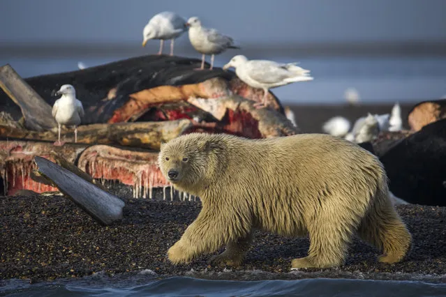 A young polar bear prepares to feast on the remains of a bowhead whale, harvested legally by whalers during their annual subsistence hunt, just outside the Inupiat village of Kaktovik, Alaska, USA, 12 September 2017. (Photo by Jim Lo Scalzo/EPA/EFE)