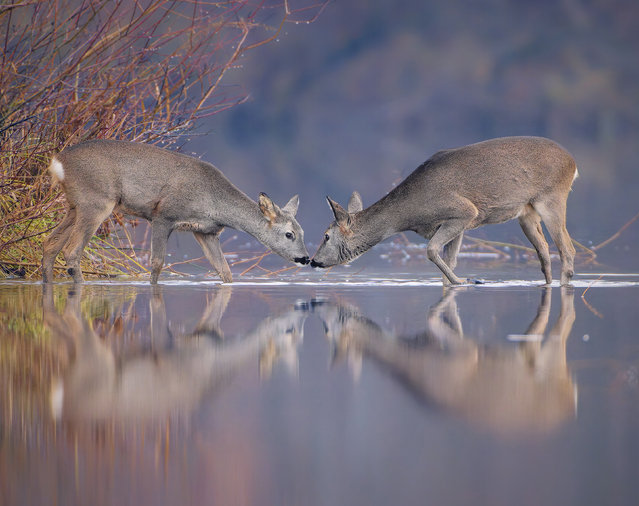A roe deer and her calf cross between islands in the River Mur near Leibnitz, Austria in the first decade of January 2025. (Photo by Harald Stelzer/Solent News)