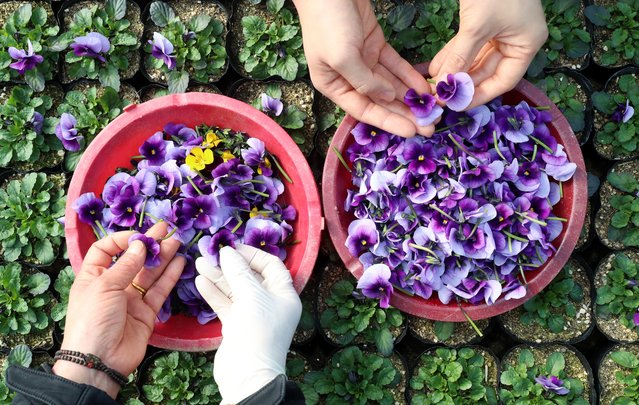 On the morning of the February 3, 2025, the beginning of spring according to the solar calendar, an employee is picking pansy flower buds at the nursery of the Hanbat Arboretum Landscape Tree Production Complex in Yuseong-gu, Daejeon. The cultivated pansies are distributed throughout Daejeon and used to decorate the city center. (Photo by Shin Hyeon-jong)