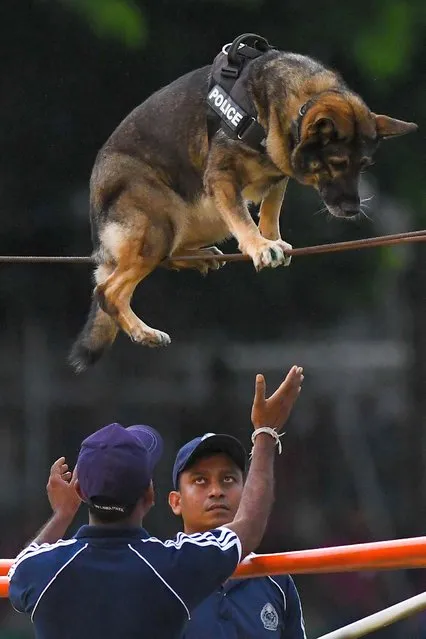 Members of police dog squad perform during the 156th Sri Lanka Police Day celebrations in Colombo on September 3, 2022. (Photo by Ishara S. Kodikara/AFP Photo)