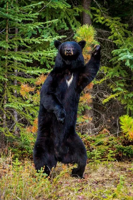 American black bear (Ursus americanus) reaches back to rub his back against a small tree pictured in Redwood Meadows, Jasper National Park, Alberta, Canada. (Photo by Chris Martin/Comedy Wildlife Photography Awards/Barcroft Media)