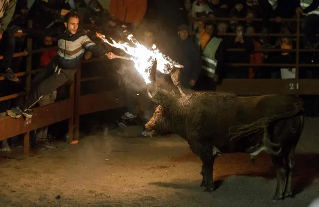 A reveler lights flammable balls attached to a bull' s horns, during the “Toro de Jubilo” (fire bull) festival in Medinaceli near Soria, Spain on November 11, 2017. The Jubilee Bull of Medinaceli is a traditional festive event dating back to the 16 th century in which a bull, covered with mud from the legs to the head to avoid burns, wears on its horns a metal frame (gamella) on which two large balls of fire burn, while the animal is tied to a pole with a rope. (Photo by Cesar Manso/AFP Photo)