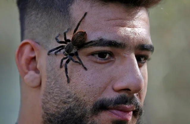 A spider crawls on face of a young Iraqi man at the Baghdad zoo in the Al-Zawraa Gardens area of the capital on November 11, 2022, during an event aimed at familiarising people with snakes and other crawling animals. (Photo by Ahmad Al-Rubaye/AFP Photo)