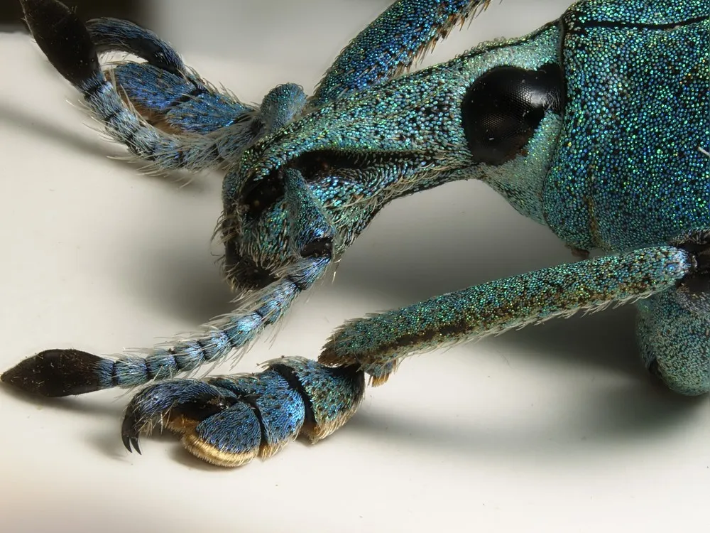 Nikon Small World 2014