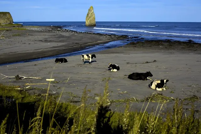 Cows sit in the evening sun on a beach outside Yuzhno-Kurilsk, the main settlement on the Southern Kurile island of Kunashir September 14, 2015. (Photo by Thomas Peter/Reuters)