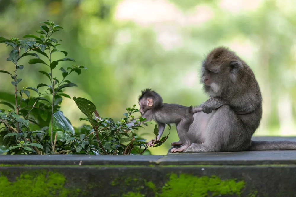 2014 National Geographic Photo Contest, Week 8