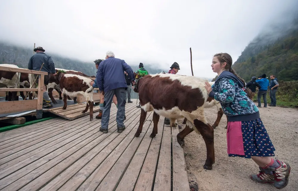 Bavarian's Almabtrieb Ceremony