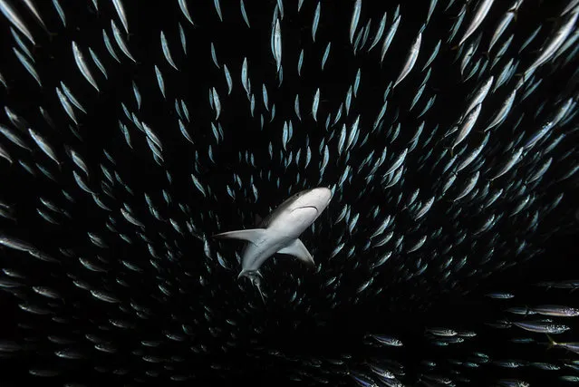 “Star wars shark”. By night, in the pass of some atoll of french Polynesia, sometime many thousand of mackerel jackfish came out of the lagon to join the ocean. A few grey reef shark hunting in this huge school. They are exiting by so many prey. I dream of this photo in my mind since a long time. I need the shark came over my head, among the jackfish. I must be discreet. Photo location: Fakarava atoll, French Polynesia. (Photo and caption by Vincent Truchet/National Geographic Photo Contest)