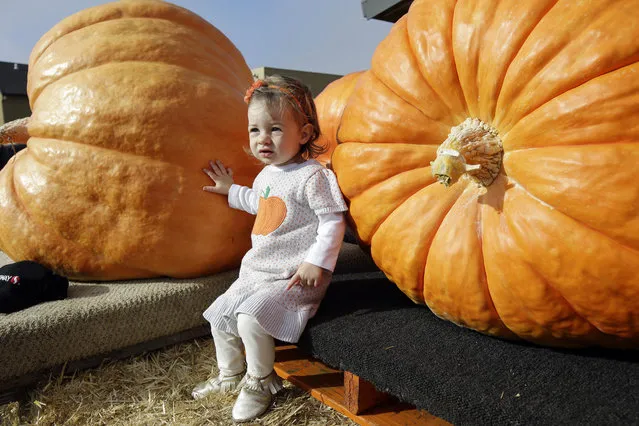 Evelyn Buhagir, 16 months, of Pacifica, Calif. poses for a picture next to giant pumpkins at the Annual Safeway World Championship Pumpkin Weigh-Off Monday, October 12, 2015, in Half Moon Bay, Calif. (Photo by Marcio Jose Sanchez/AP Photo)