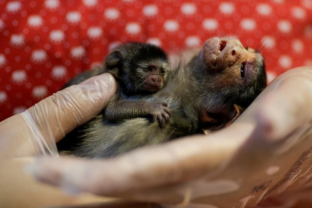 Veterinarian Carine Hanna takes care of Xita, a Rondon's marmoset, who was rescued by the state environmental police after giving birth, at the Clinidog veterinary clinic, in Porto Velho, Rondonia State, Brazil, August 24, 2020. Vets at the clinic believe the mother and baby were run over by a car as they fled the fires raging across the Amazon. “She arrived stressed, screaming and smeared with blood”, said Carlos Henrique Tiburcio, the owner of the clinic. The team diagnosed Xita with a traumatic brain injury. She is wrapped and fed, and her condition slowly improves. But her baby doesn't make it. (Photo by Ueslei Marcelino/Reuters)