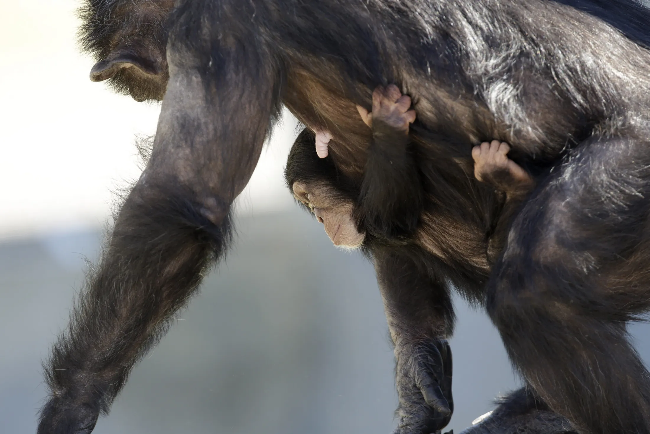 У шимпанзе в соматических клетках 48. Образ жизни приматов. Шимпанзе без волос. Подзатыльник шимпанзе.