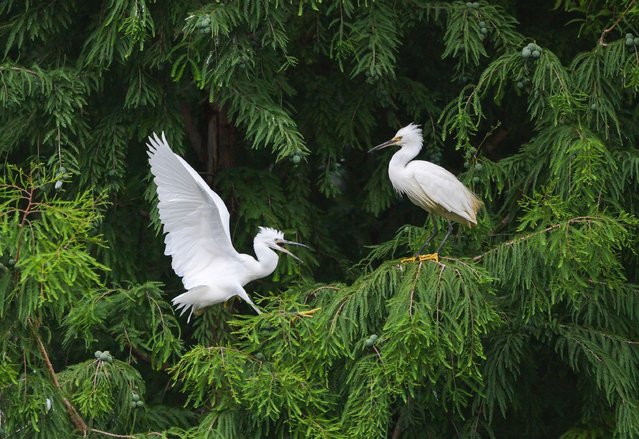 Egrets rest in Dianchi Haihong wetland park in Kunming, capital of southwest China's Yunnan Province, July 7, 2025. The abundant fish and shrimp in Dianchi Haihong wetland park attract a large number of egrets, herons and other birds during summer. (Photo by Xinhua News Agency/Rex Features/Shutterstock)