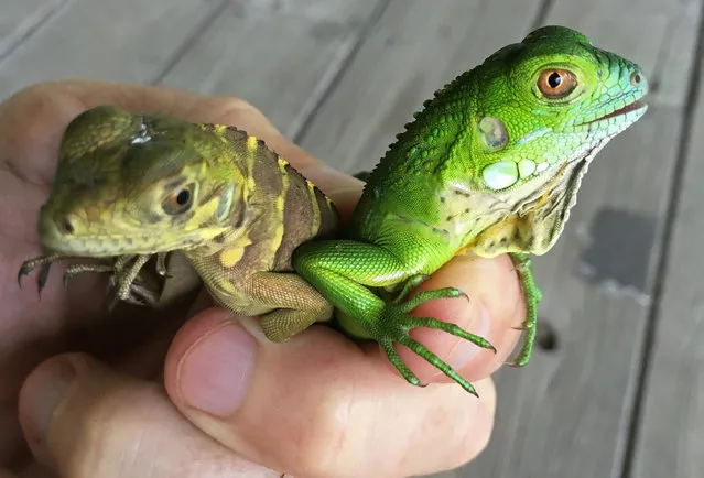 This September 6, 2016 photo provided by Fred Burton at the Cayman Department of the Environment shows a Green Iguana hatchling, right, next to a possible hybrid hatchling, on Grand Cayman Island in the Cayman Islands. Researchers are studying the possible hybrid species that could pose a new risk to a native variety that officials have declared critically endangered, according to the Cayman Department of Environment on Tuesday, Sept. 20, 2016. (Photo by Fred Burton/Cayman Department of the Environment via AP Photo)