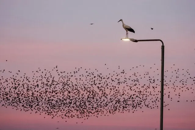 A stork rests on a road light as starlings fly at the sky behind it near the southern city of Beer Sheva, Israel on January 11, 2023. (Photo by Amir Cohen/Reuters)