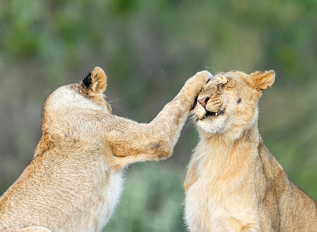 Lion cubs from the Black Rock pride playfight in the Masai Mara national reserve in Kenya in the second decade of July 2025. (Photo by Akash Akinwar/Solent News & Photo Agency)