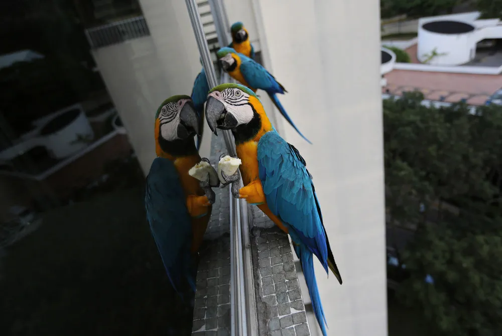 Venezuelas Beloved Macaws
