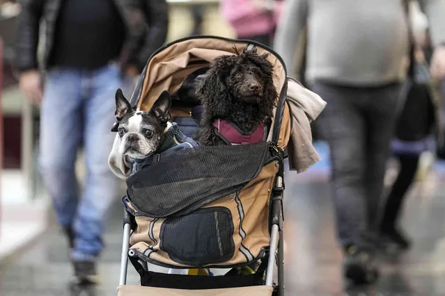 Two dogs wait in a stroller for their owner, visiting the boat show for yachts and water sports in Duesseldorf, Germany, Monday, January 23, 2023. (Photo by Martin Meissner/AP Photo)