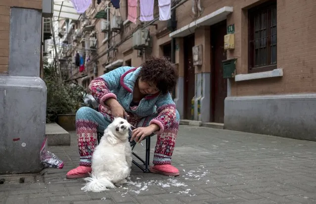 A woman trims the hair of her dog Niuniu along a street in Shanghai on February 14, 2018 ahead of the Lunar New Year. The Lunar New Year will be celebrated on February 16 across much of Asia, and marks the start of the Year of the Dog. (Photo by Johannes Eisele/AFP Photo)