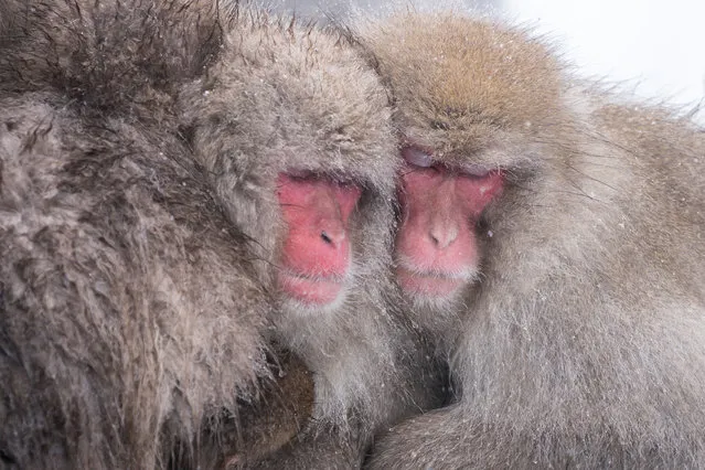 Macaque monkeys are seen at the Jigokudani Yaen-koen wild macaque monkey park on January 28, 2023 in Yamanouchi, Nagano, Japan. (Photo by Tomohiro Ohsumi/Getty Images)