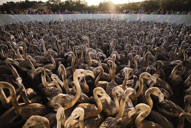 A center for tracking and studying flamingos in Fuente de Piedra, Malaga, Spain, 09 August 2025. (Photo by Jorge Zapata/EPA)