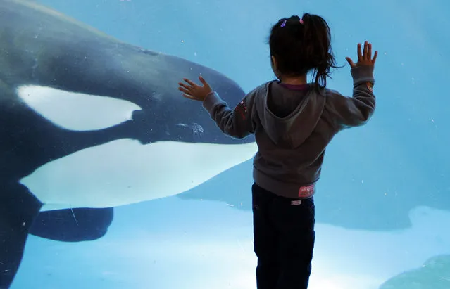 In this November 30, 2006, file photo, a young girl watches through the glass as a killer whale passes by while swimming in a display tank at SeaWorld, in San Diego. (Photo by Chris Park/AP Photo)