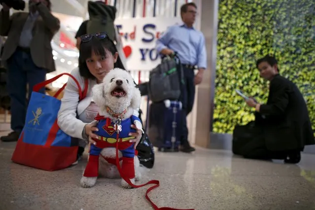 A therapy dog wears a Superman Halloween costume as part of a program to de-stress passengers at the international boarding gate area of LAX airport in Los Angeles, California, United States, October 27, 2015. (Photo by Lucy Nicholson/Reuters)
