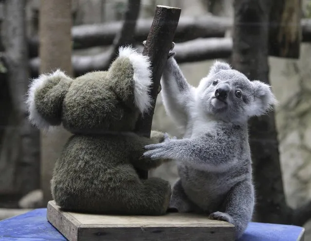 The yet unnamed male koala joey sits next to a toy Koala, in an attempt to make weighing him easier, at the Zoo in Duisburg, western Germany on Wednesday March 27, 2013. The little Koala left his mother's pouch after six months for the first time and is one of two newborn joeys. The Duisburg Zoo is one of the major breeding units for Koalas in Europe. (Photo by Frank Augstein/AP Photo)