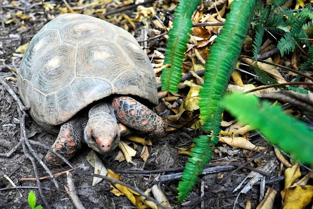 A tortoise walks after being released from captivity and reinserted into the wild, in the Chapada Imperial nature reserve in Brasilia, Brazil, Wednesday, August 27, 2025. (Photo by Eraldo Peres/AP Photo)